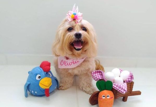 Um dos perfis de pets que fazem mais sucesso é o da graciosa Olívia, que já angariou mais de 11 mil seguidores (Arquivo pessoal)