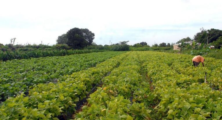 Com características diferentes, a agricultura familiar e o agronegócio cumprem suas funções na economia e na produção de alimentos (Elza Fiúza/Agência Brasil)
