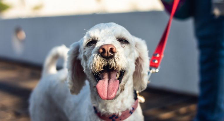 beautiful portrait of young happy white poodle dog smiling, standing on the street on a bridge, looking at the camera, walking after veterinary consultation, veterinary and animal health concept.