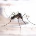 Quais são os sinais da dengue e como diferenciá-la de outras viroses